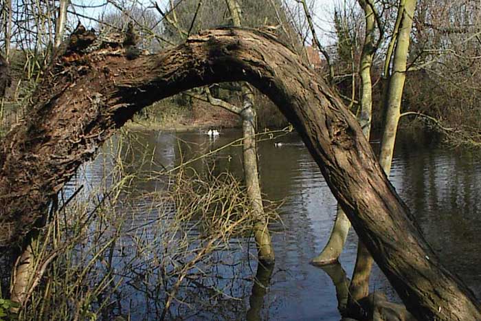 slide08 Looking at Broomfield pond through the trees, with branches in the foreground and ducks in the background.